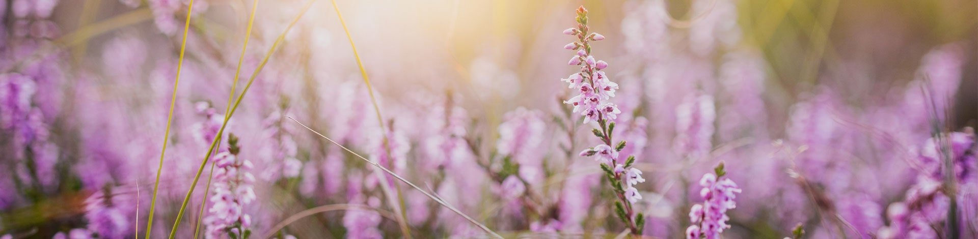 heather-min_w1920_h470_1