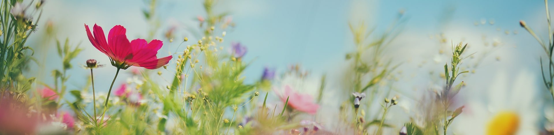 meadow-min_w1920_h470_3